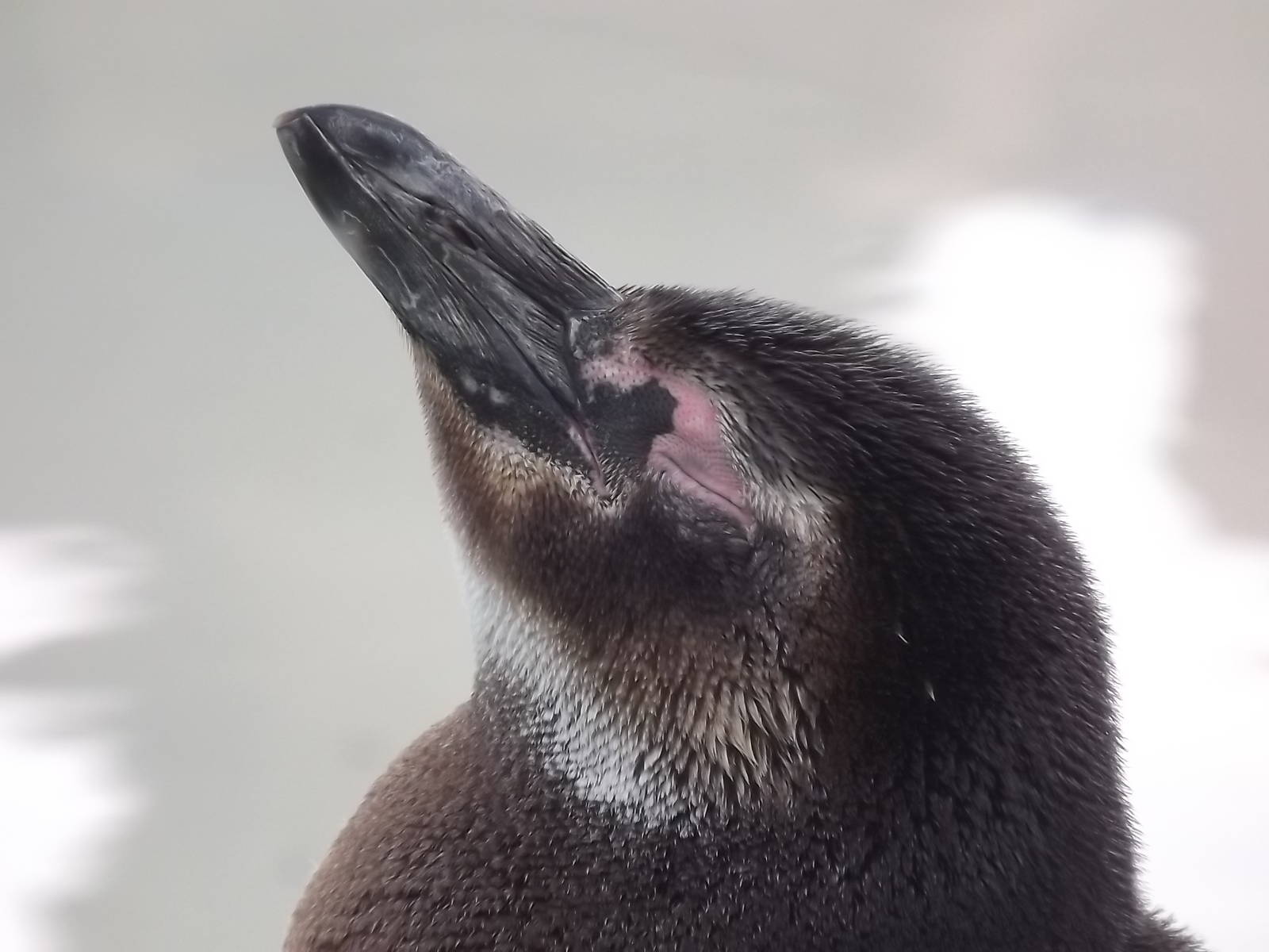 Magellanic Penguin at Blackpool Zoo 03/08/12