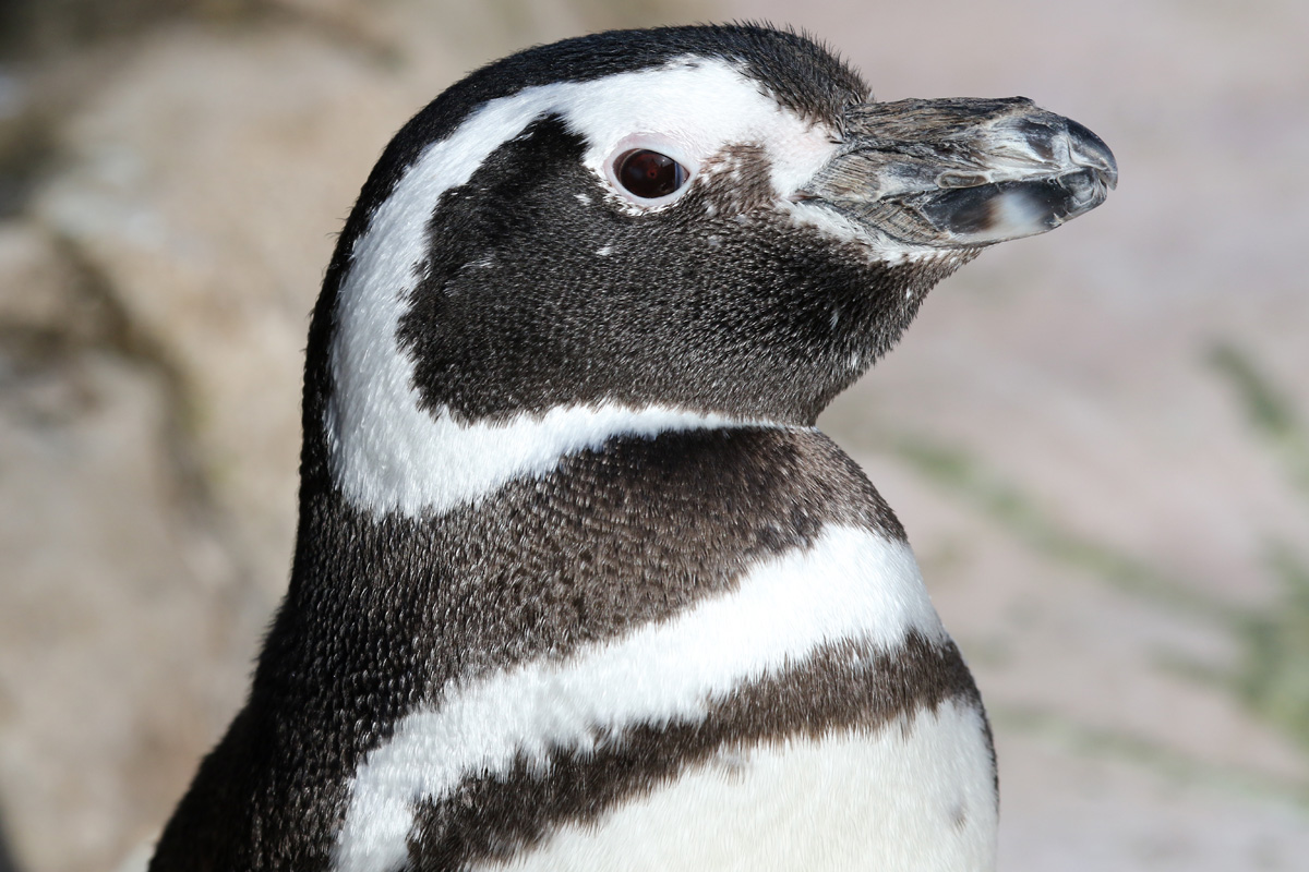 Magellanic Penguin at Blackpool Zoo 15th Feb 2018