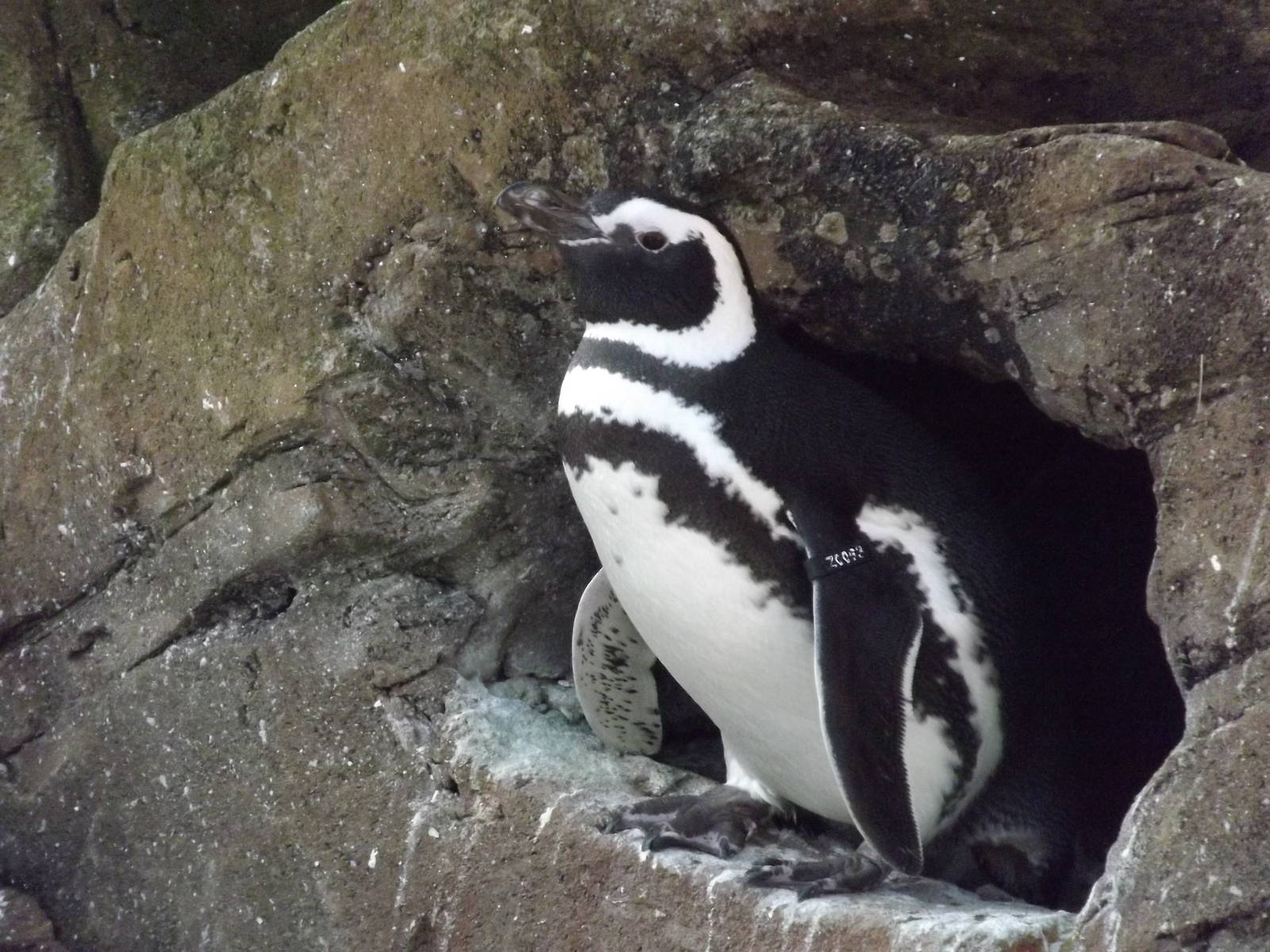 Magellanic penguin at Blackpool Zoo 16/01/12