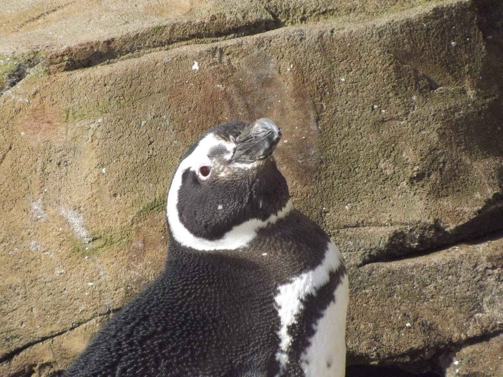 Magellanic penguin at Blackpool Zoo 25/03/12