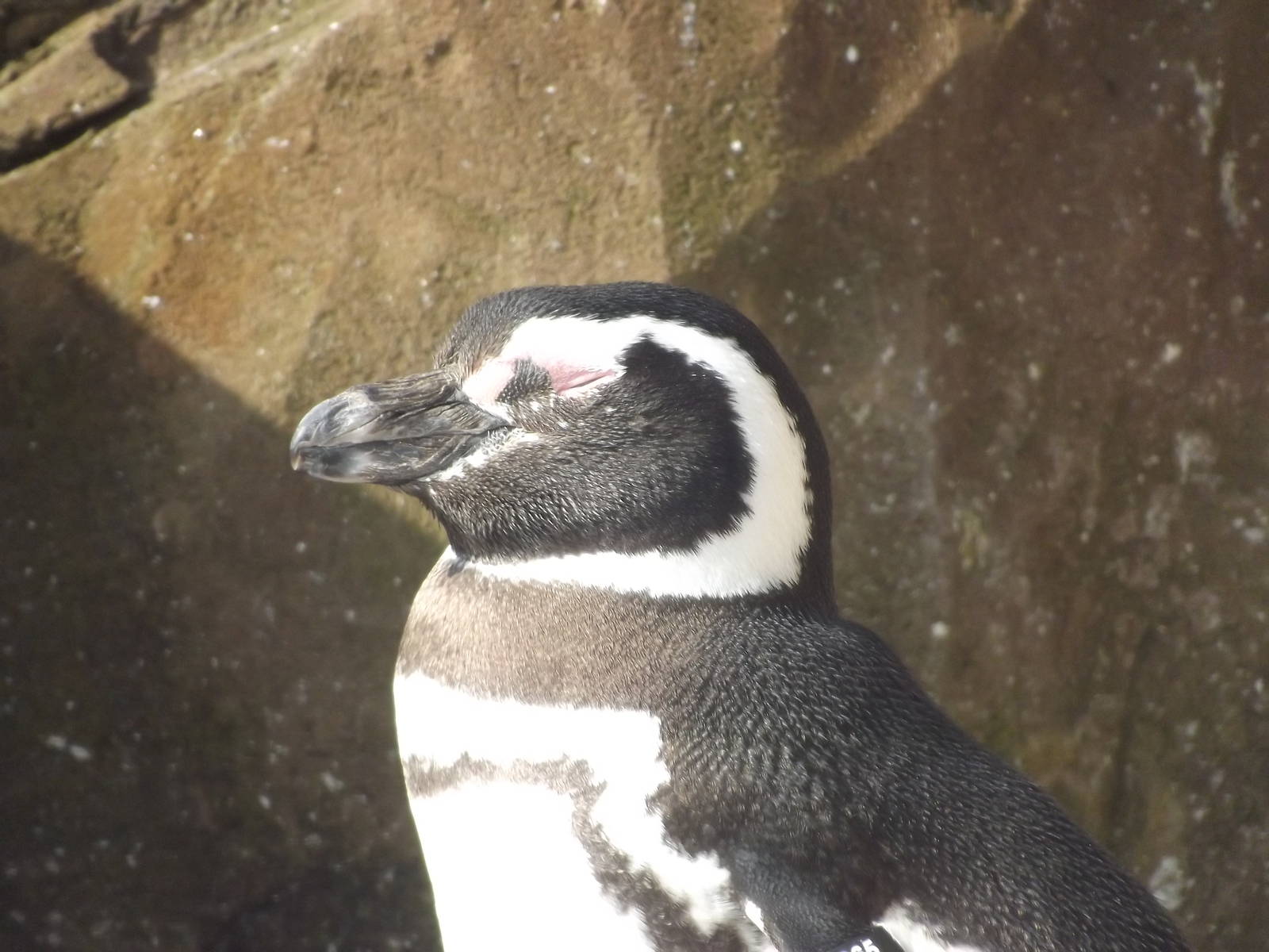 Magellanic penguin at Blackpool Zoo 25/03/12