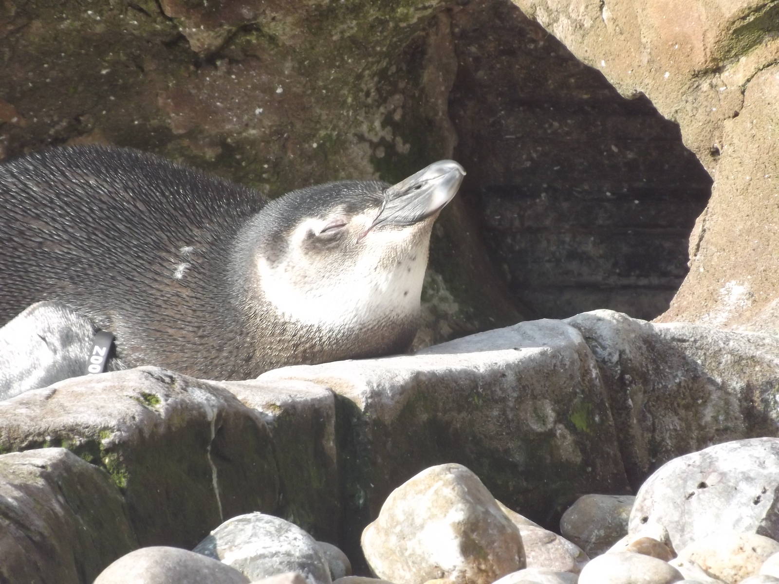 Magellanic penguin at Blackpool Zoo 25/03/12