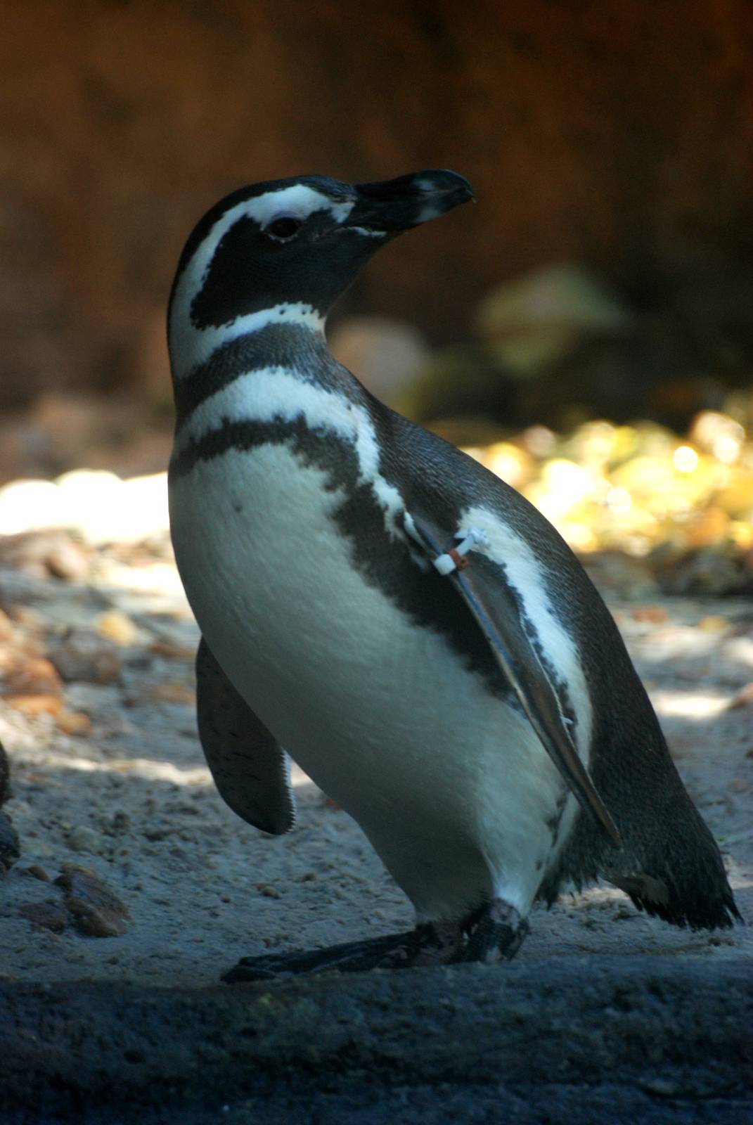 Magellanic Penguin at Jacksonville, 10/10/13