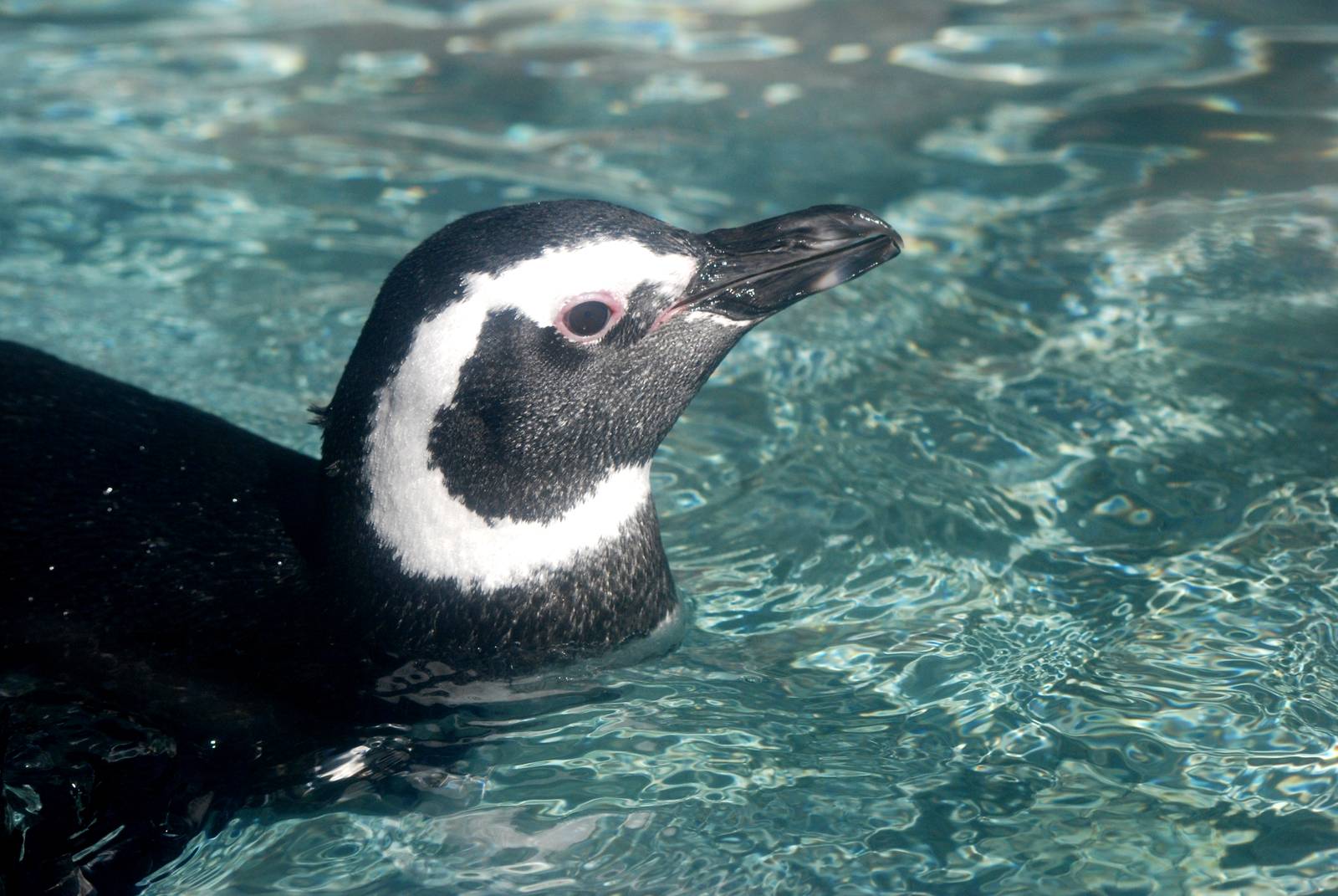 Magellanic Penguin at Jacksonville, 10/10/13