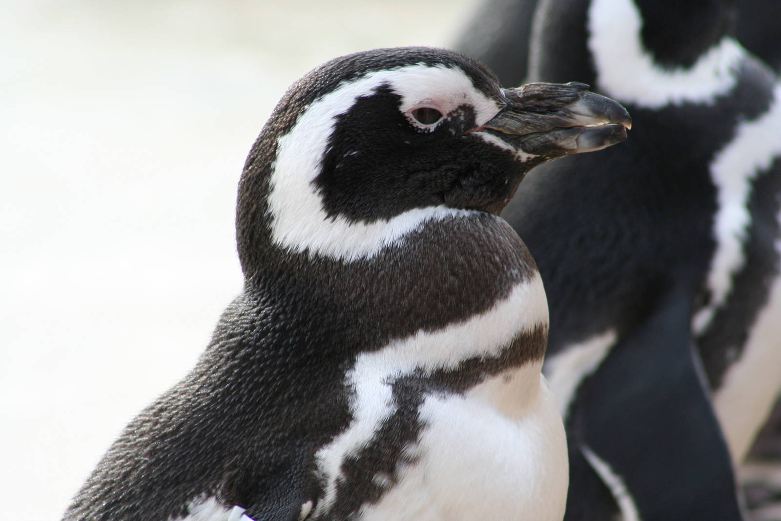 Magellanic Penguin @ Blackpool; 13.02.10