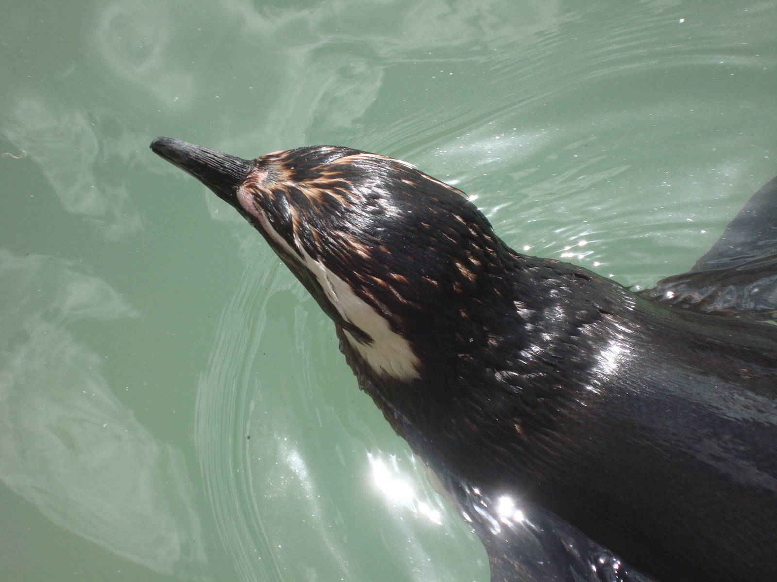 Magellanic Penguin close-up