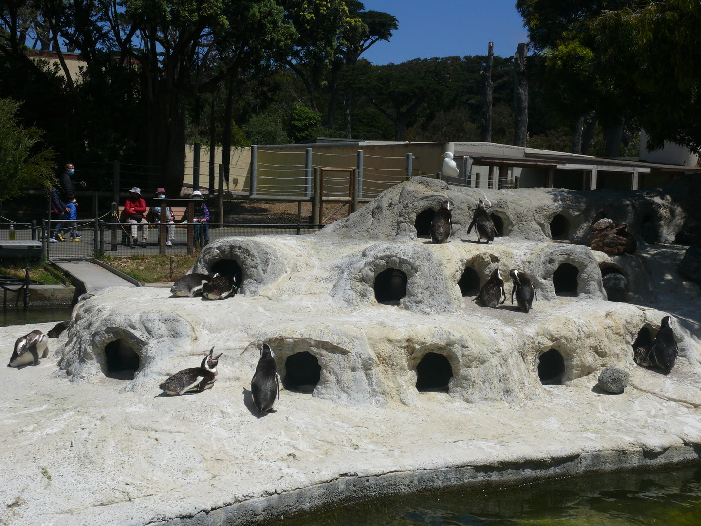 Magellanic Penguin colony - July 8th 2023