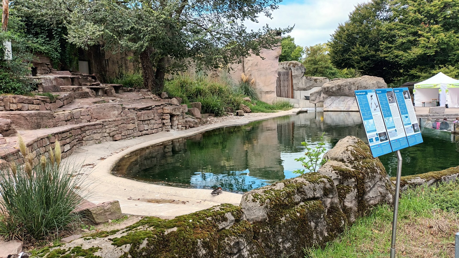 Magellanic Penguin, Common Eider and Smew Enclosure