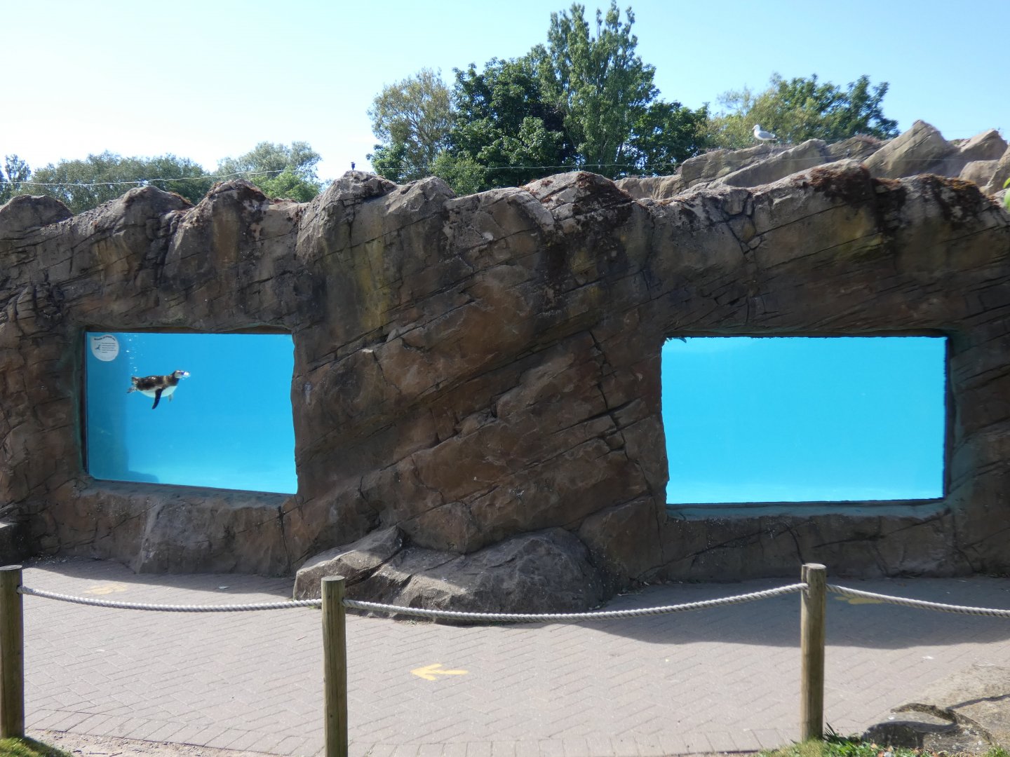 Magellanic penguin enclosure