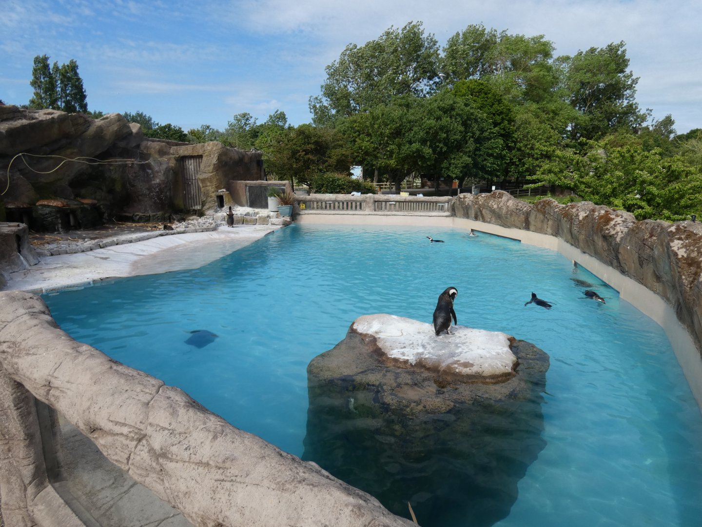 Magellanic penguin enclosure