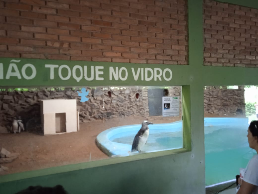 Magellanic penguin enclosure