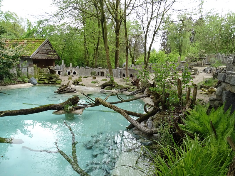 Magellanic penguin enclosure