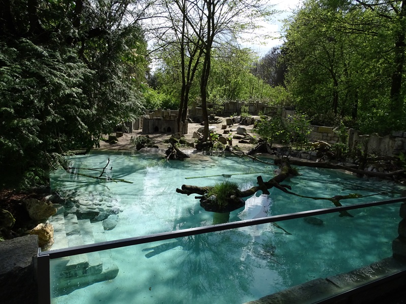 Magellanic penguin enclosure