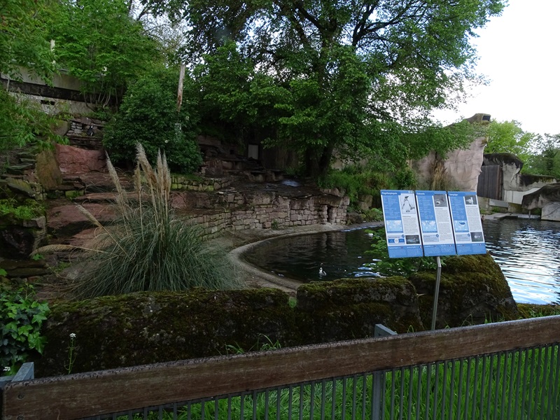 Magellanic penguin enclosure