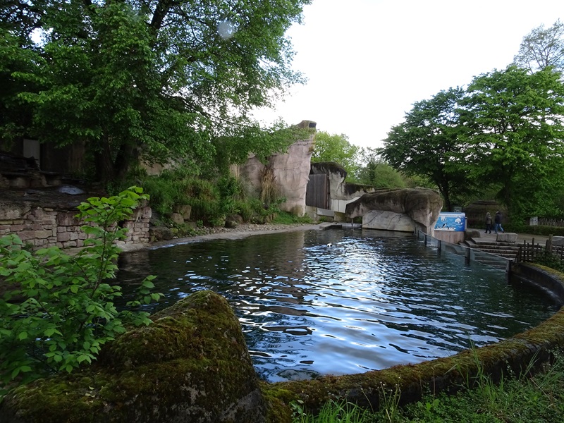Magellanic penguin enclosure