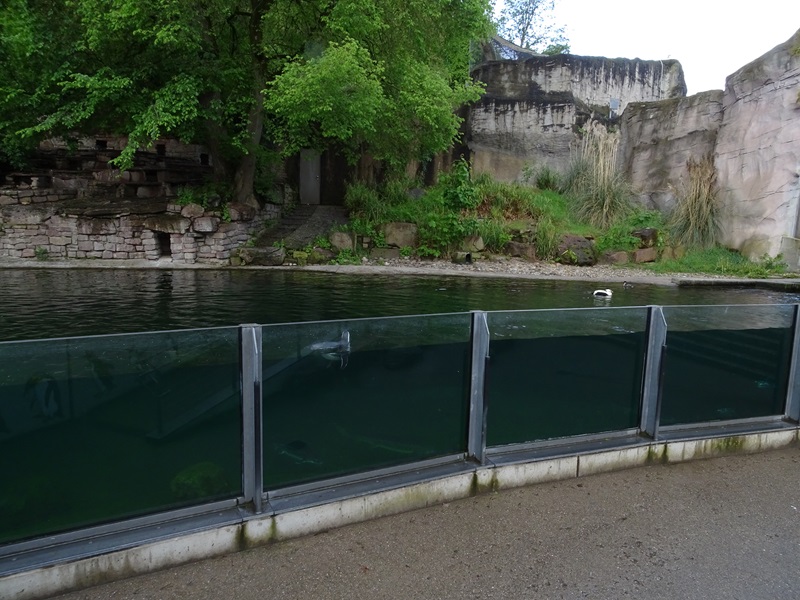Magellanic penguin enclosure