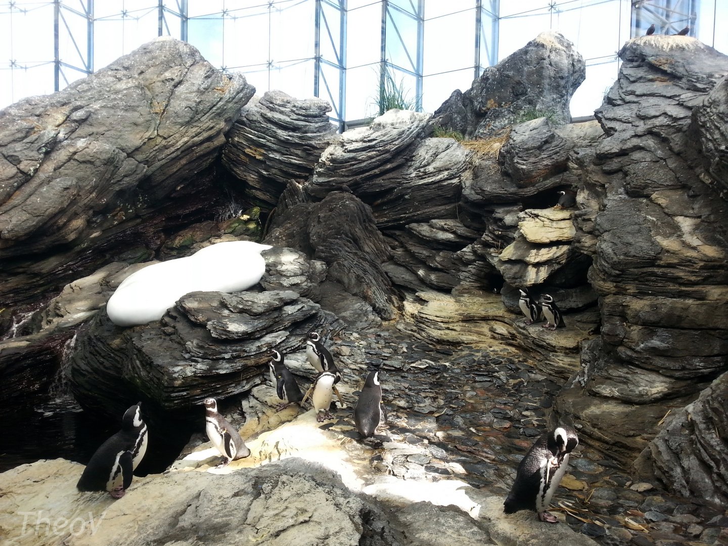 Magellanic penguin exhibit [2014]