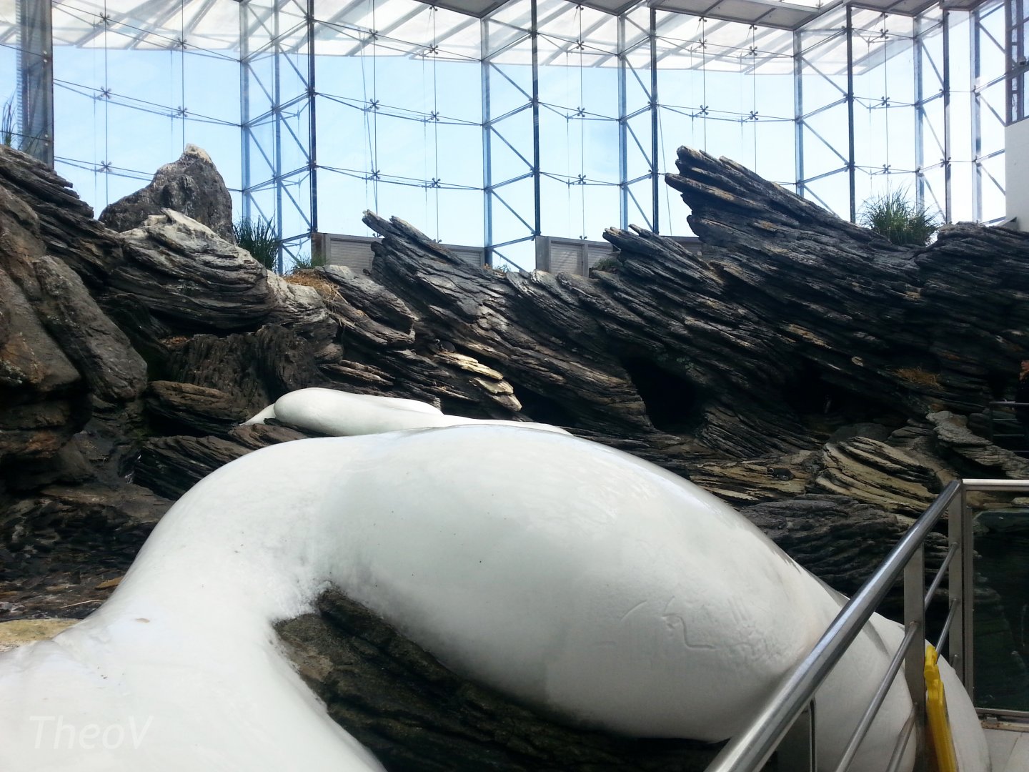 Magellanic penguin exhibit [2014]