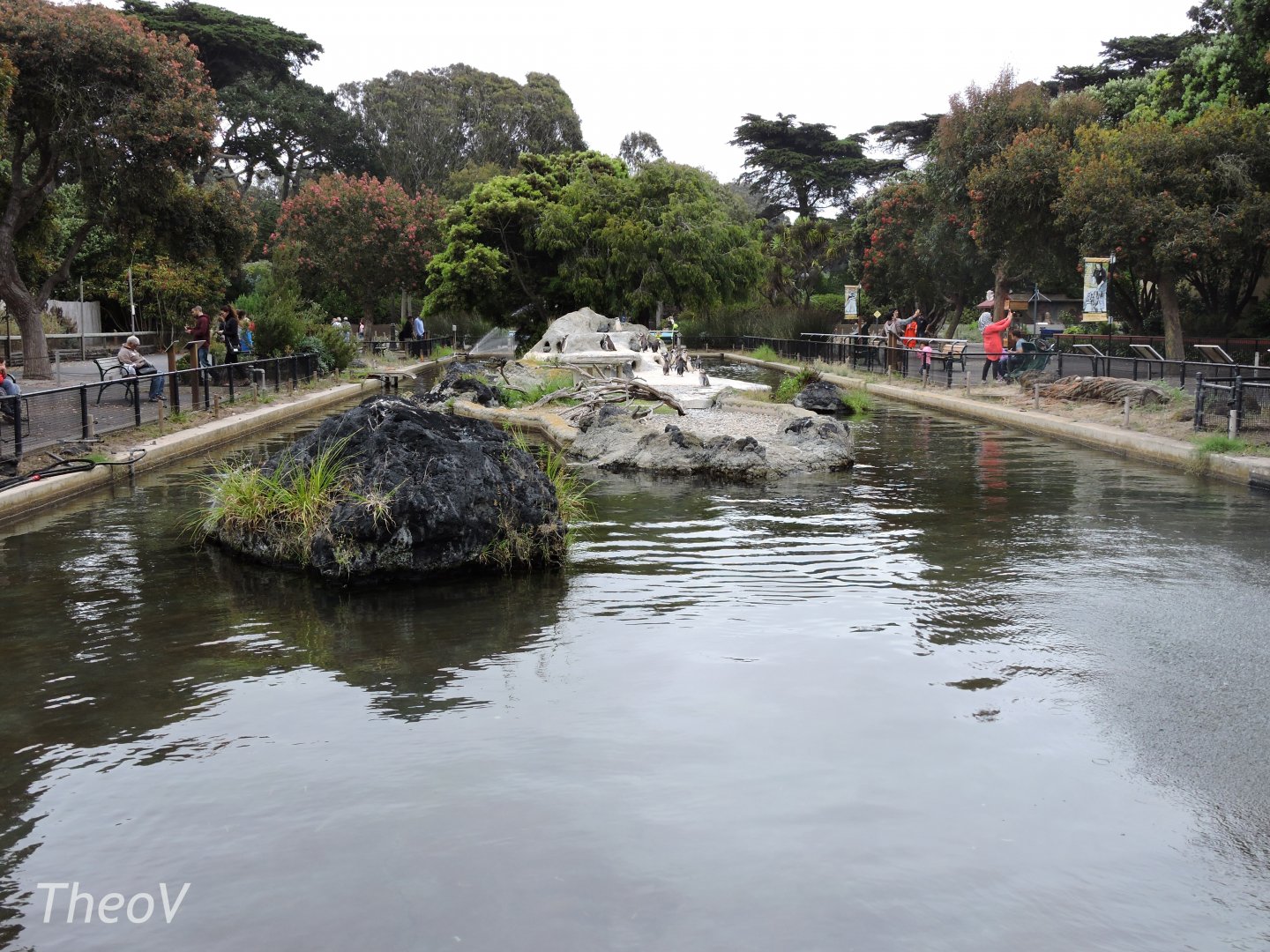Magellanic penguin exhibit [2015]