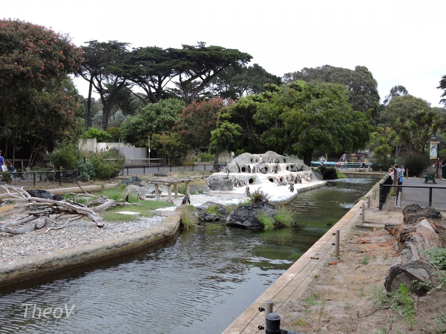 Magellanic penguin exhibit [2015]