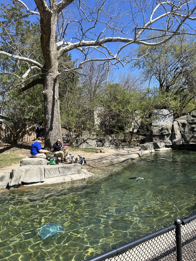 Magellanic Penguin Exhibit - Penguin Feeding