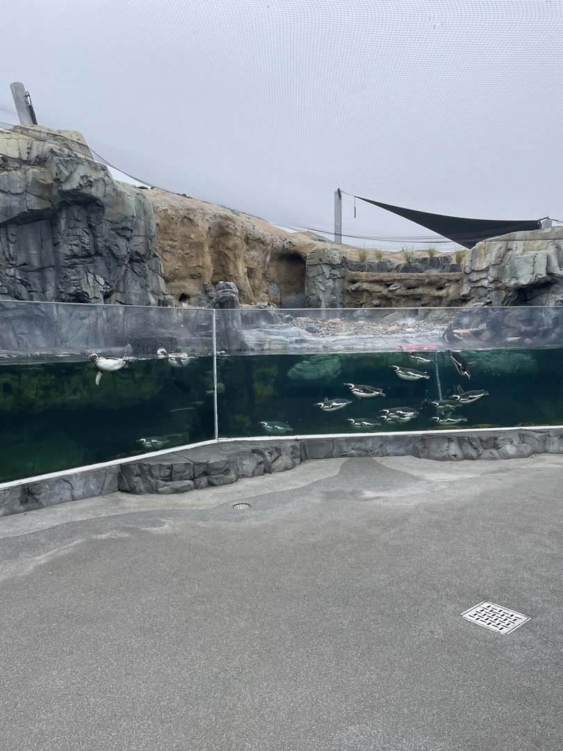 Magellanic Penguin Exhibit (slightly redone)