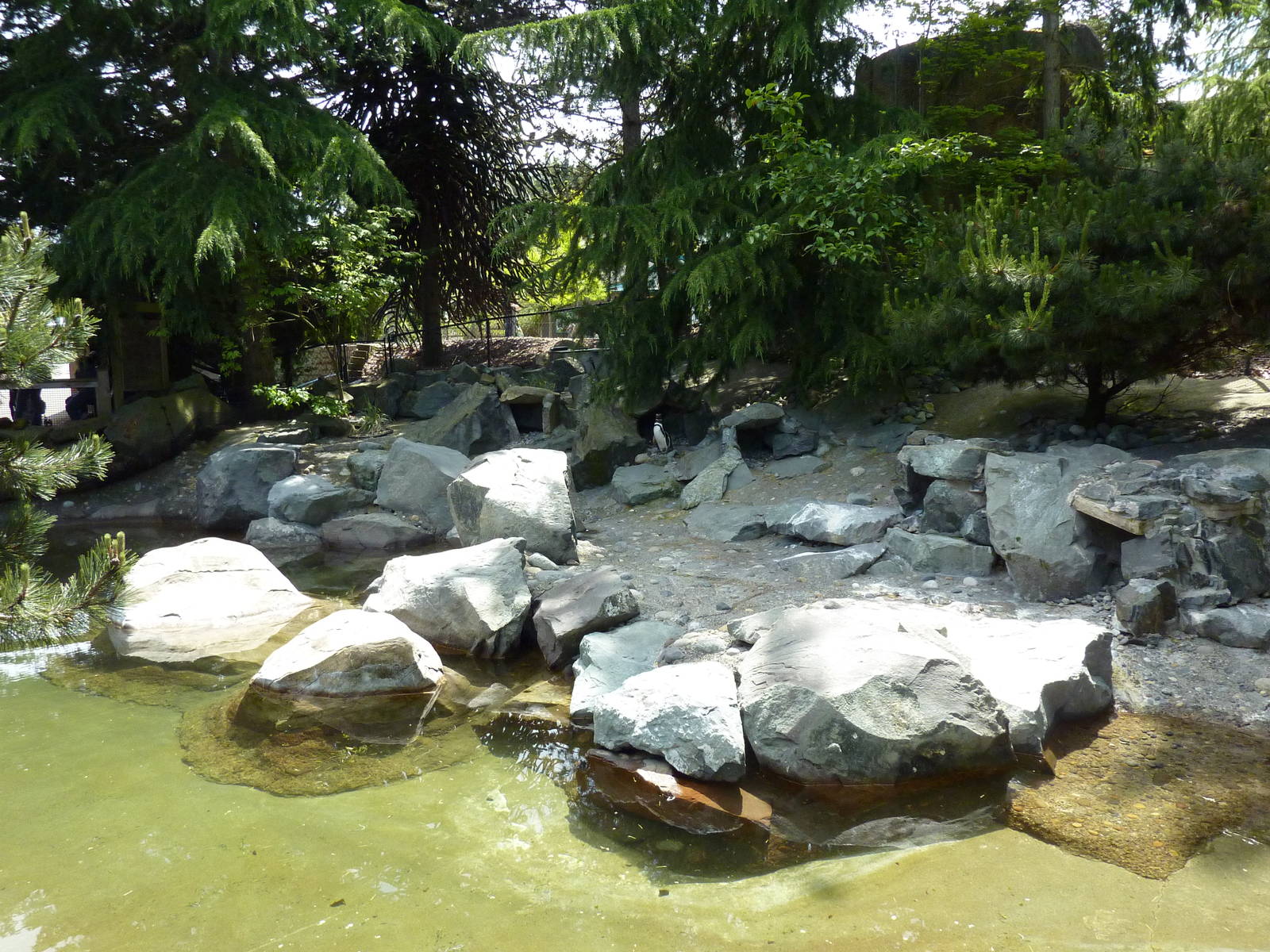 Magellanic Penguin Exhibit