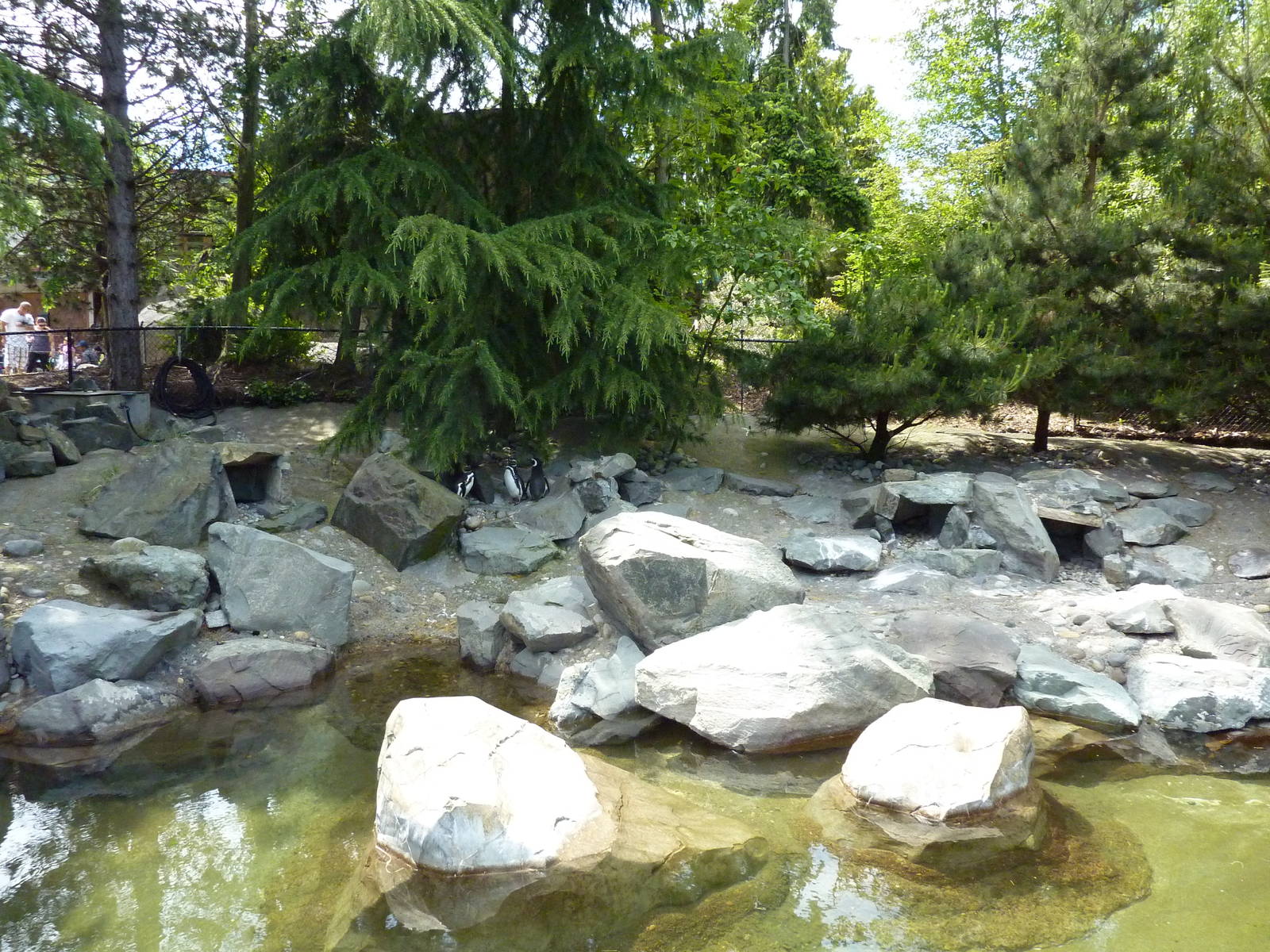 Magellanic Penguin Exhibit