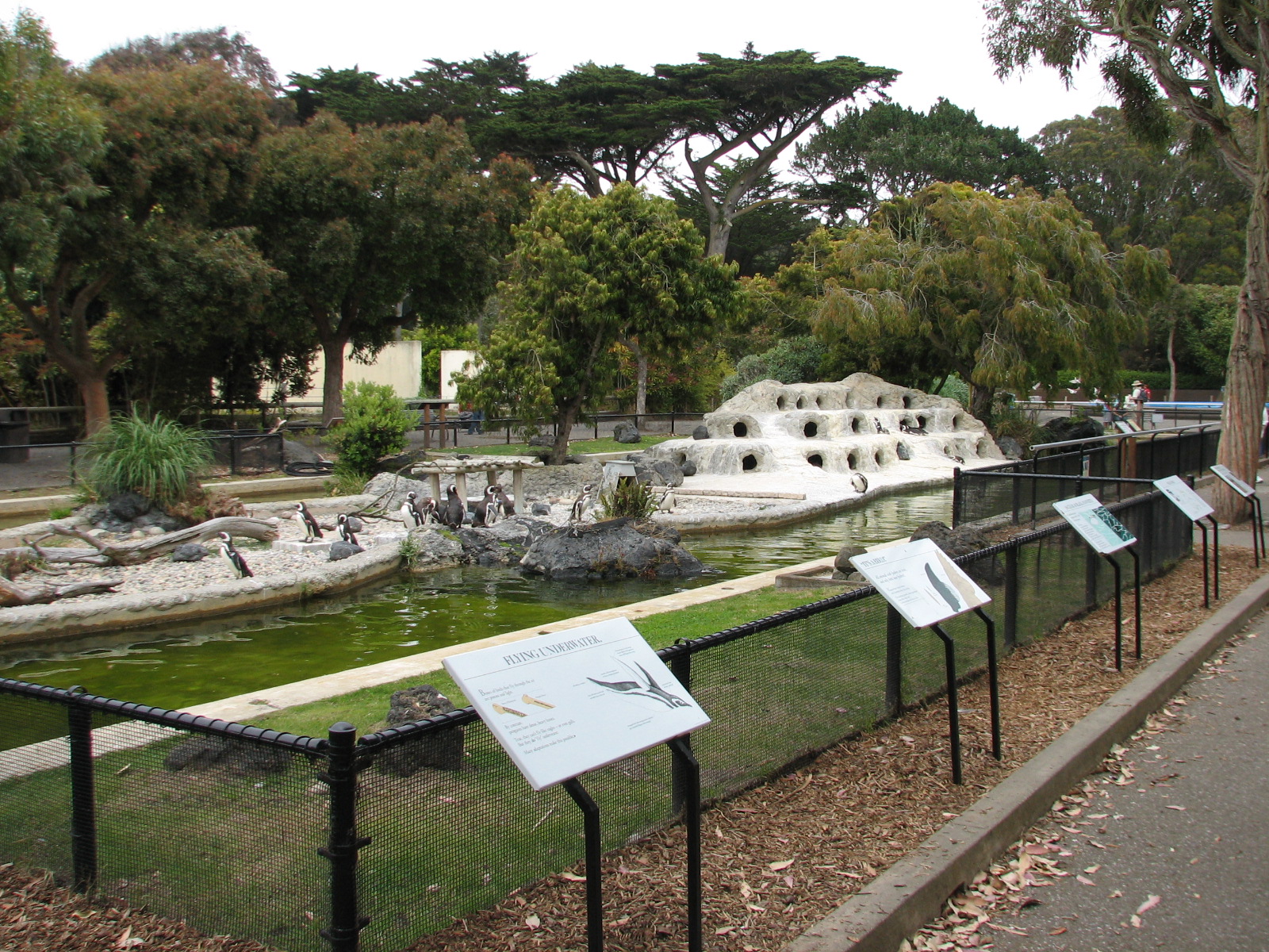 Magellanic Penguin Exhibit