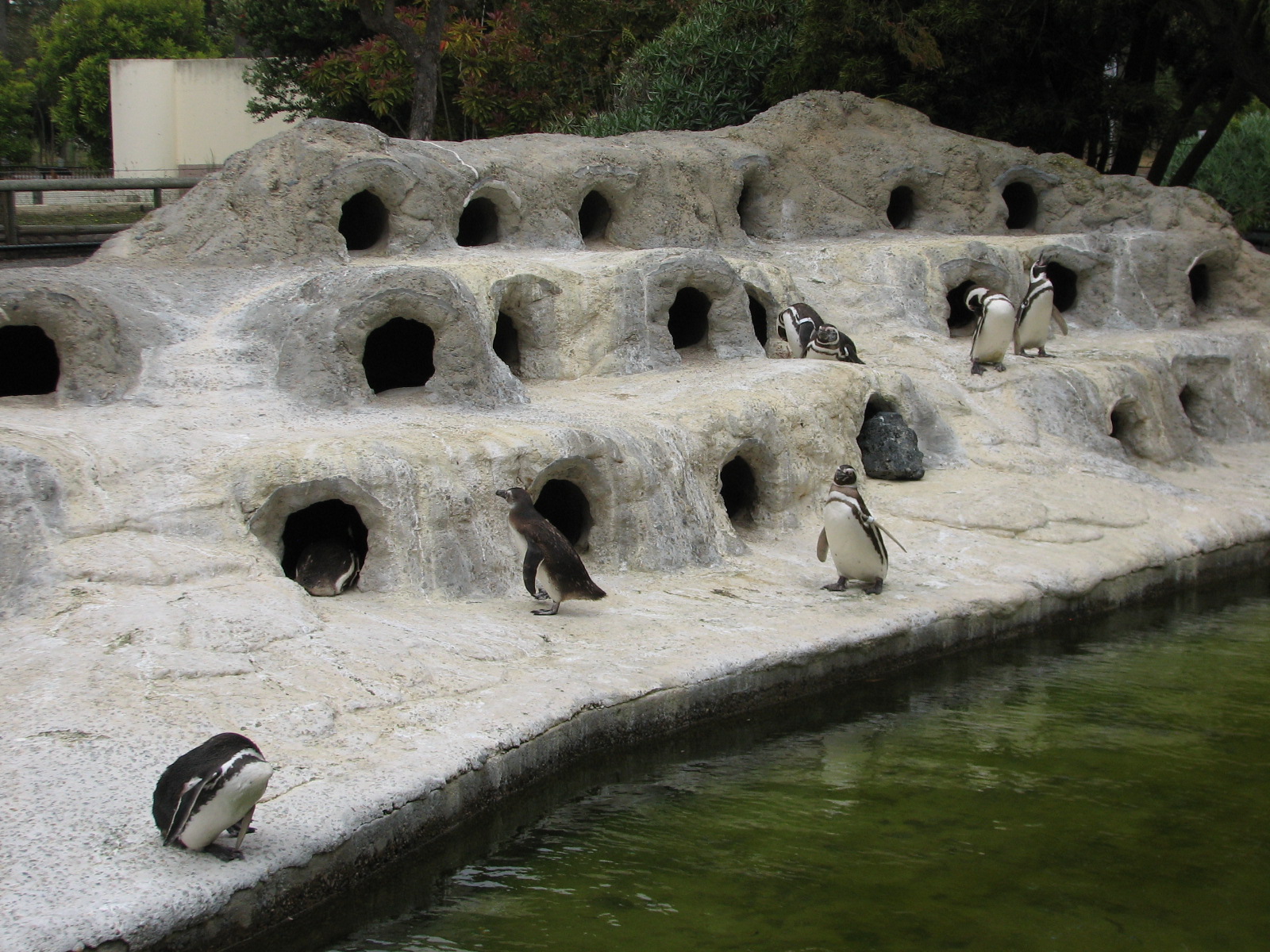 Magellanic Penguin Exhibit