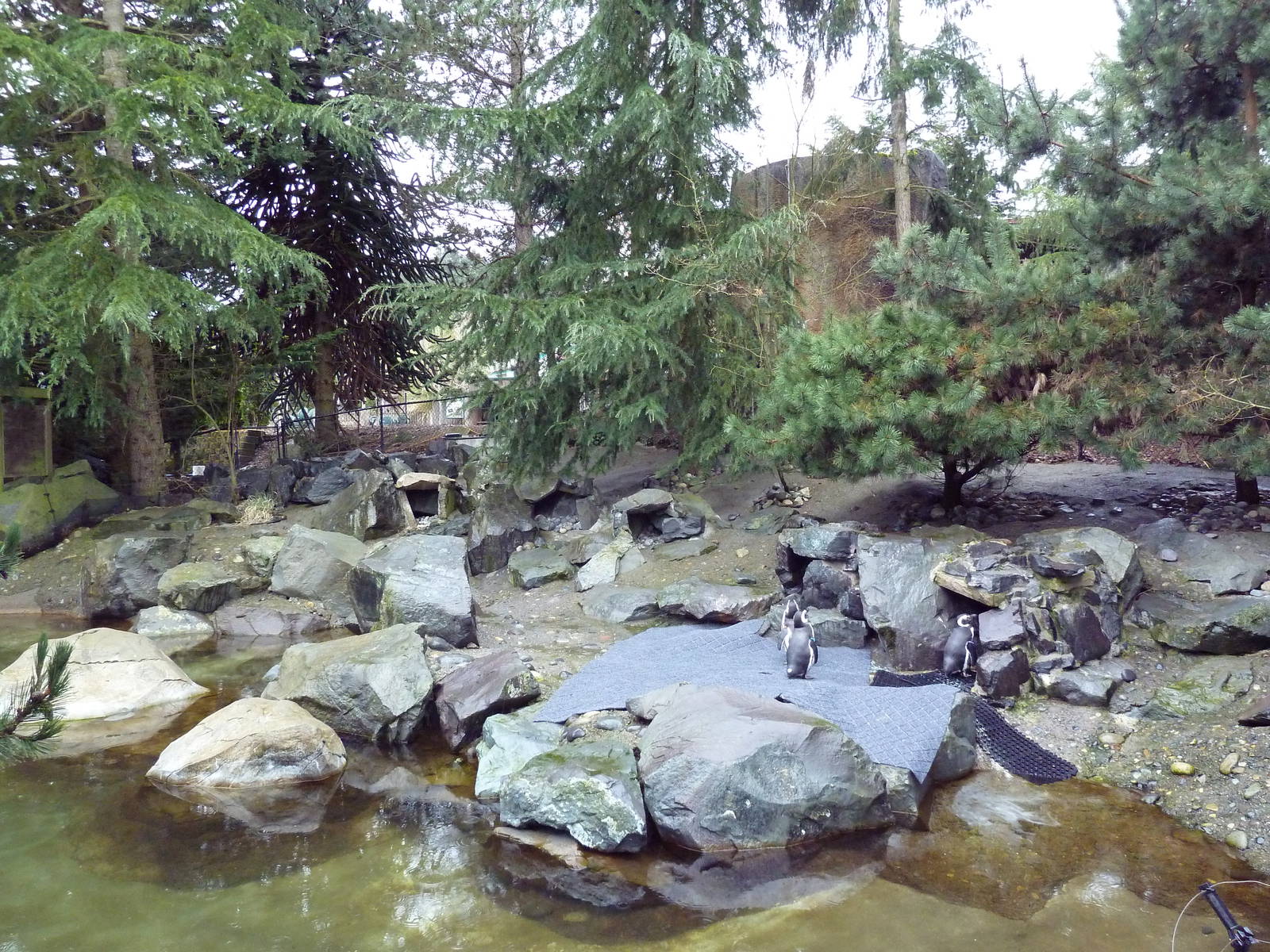 Magellanic Penguin Exhibit