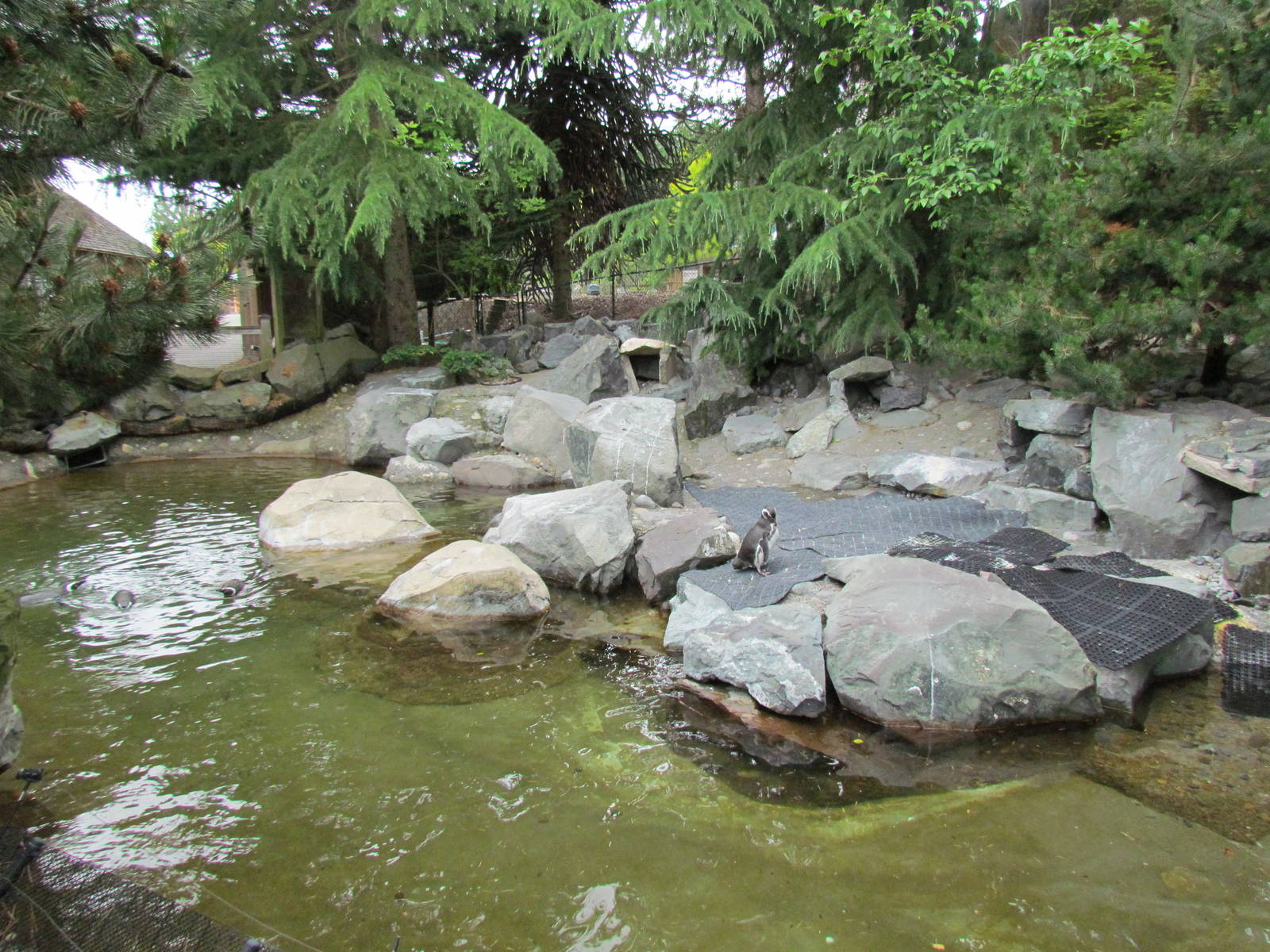 Magellanic Penguin Exhibit