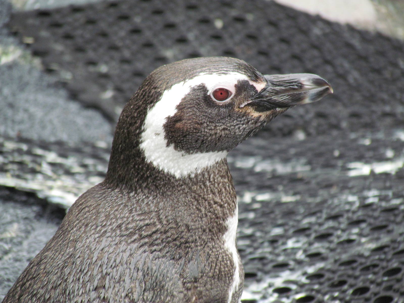 Magellanic Penguin Exhibit