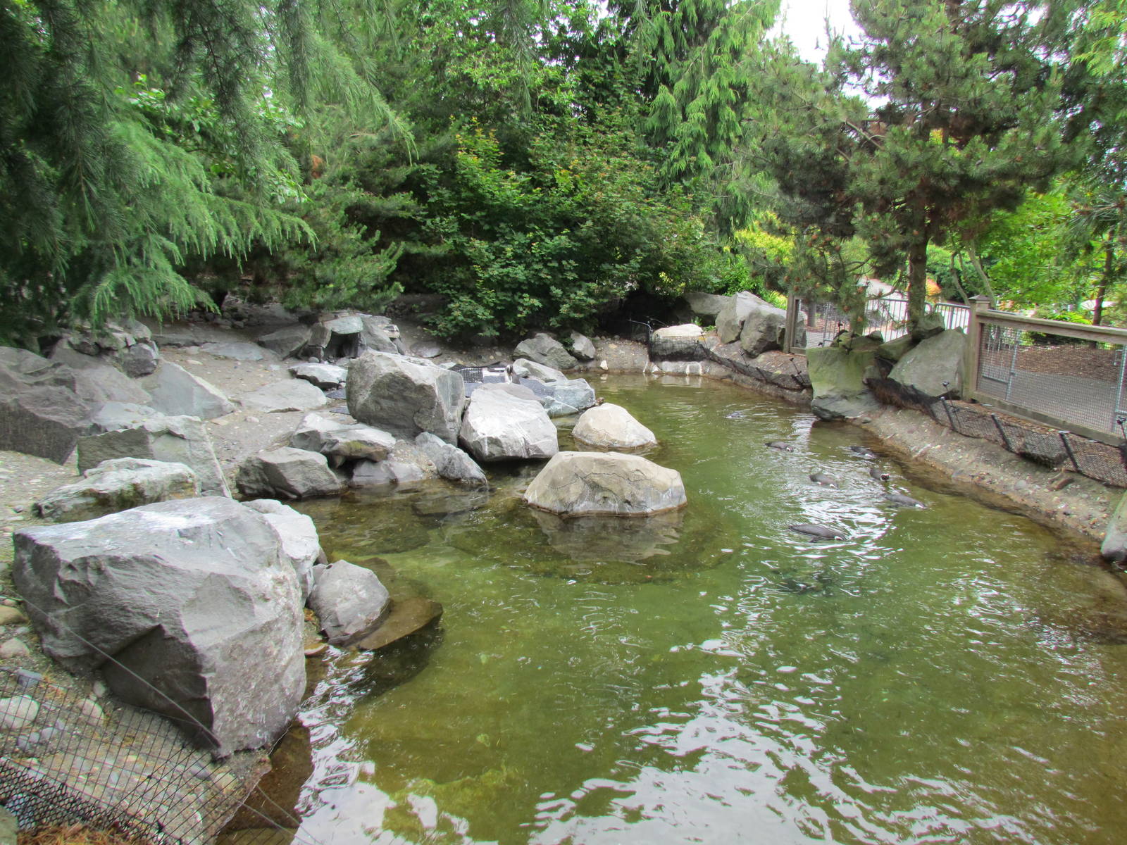 Magellanic Penguin Exhibit