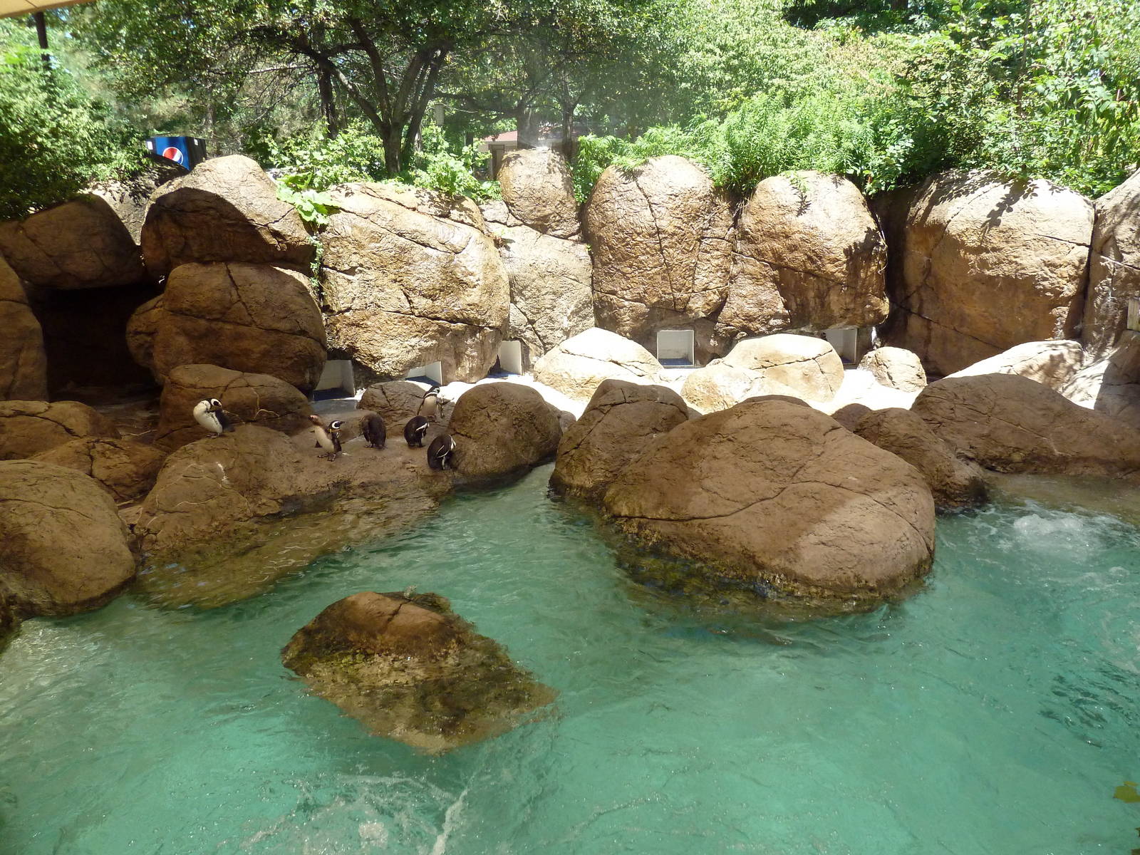 Magellanic Penguin Exhibit