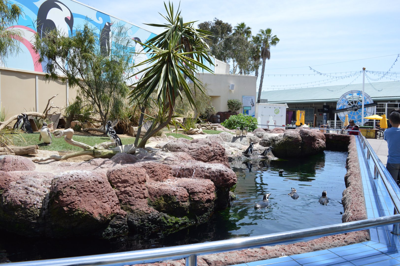 Magellanic Penguin Exhibit