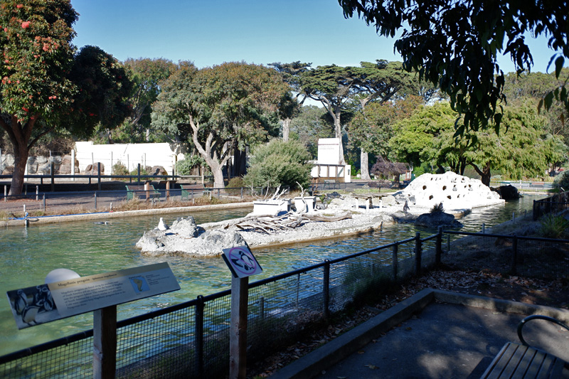 magellanic penguin exhibit