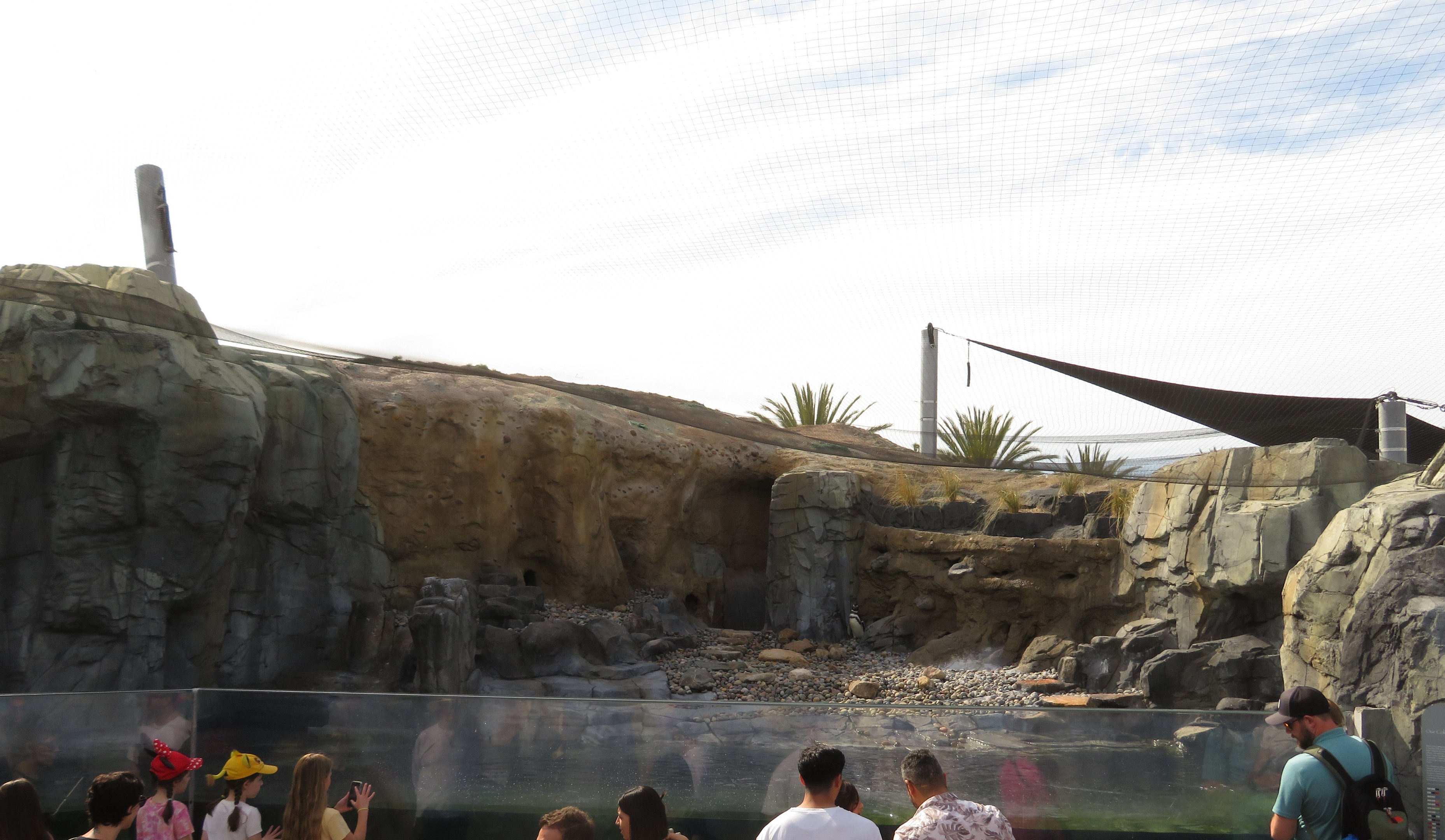 Magellanic Penguin Exhibit