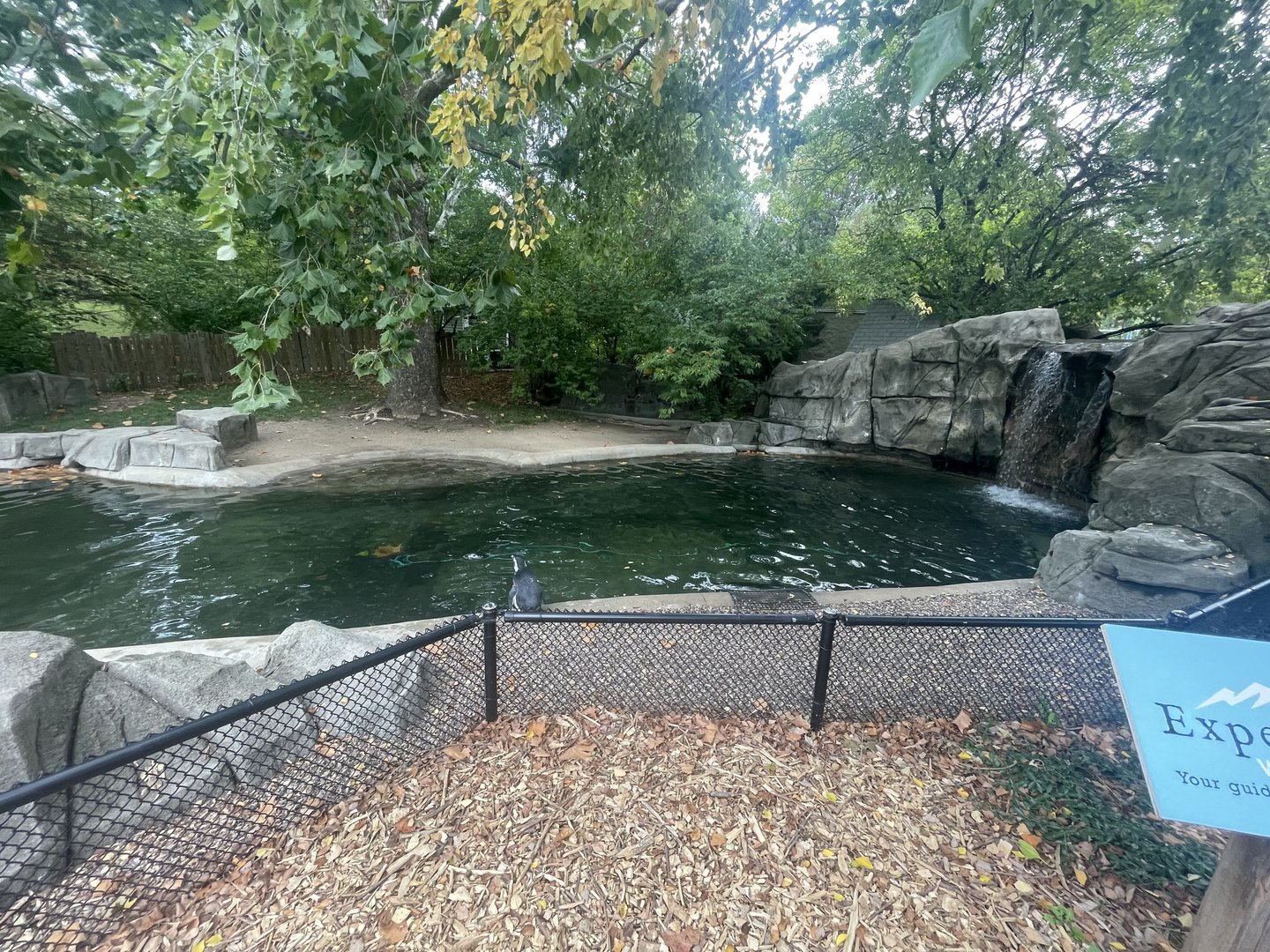 Magellanic Penguin Exhibit