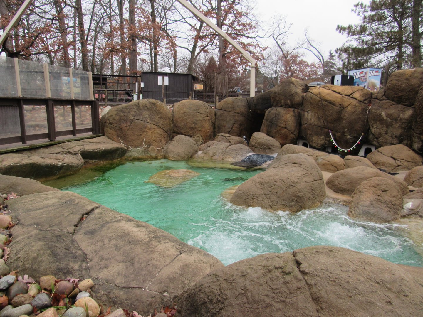 Magellanic Penguin Exhibit