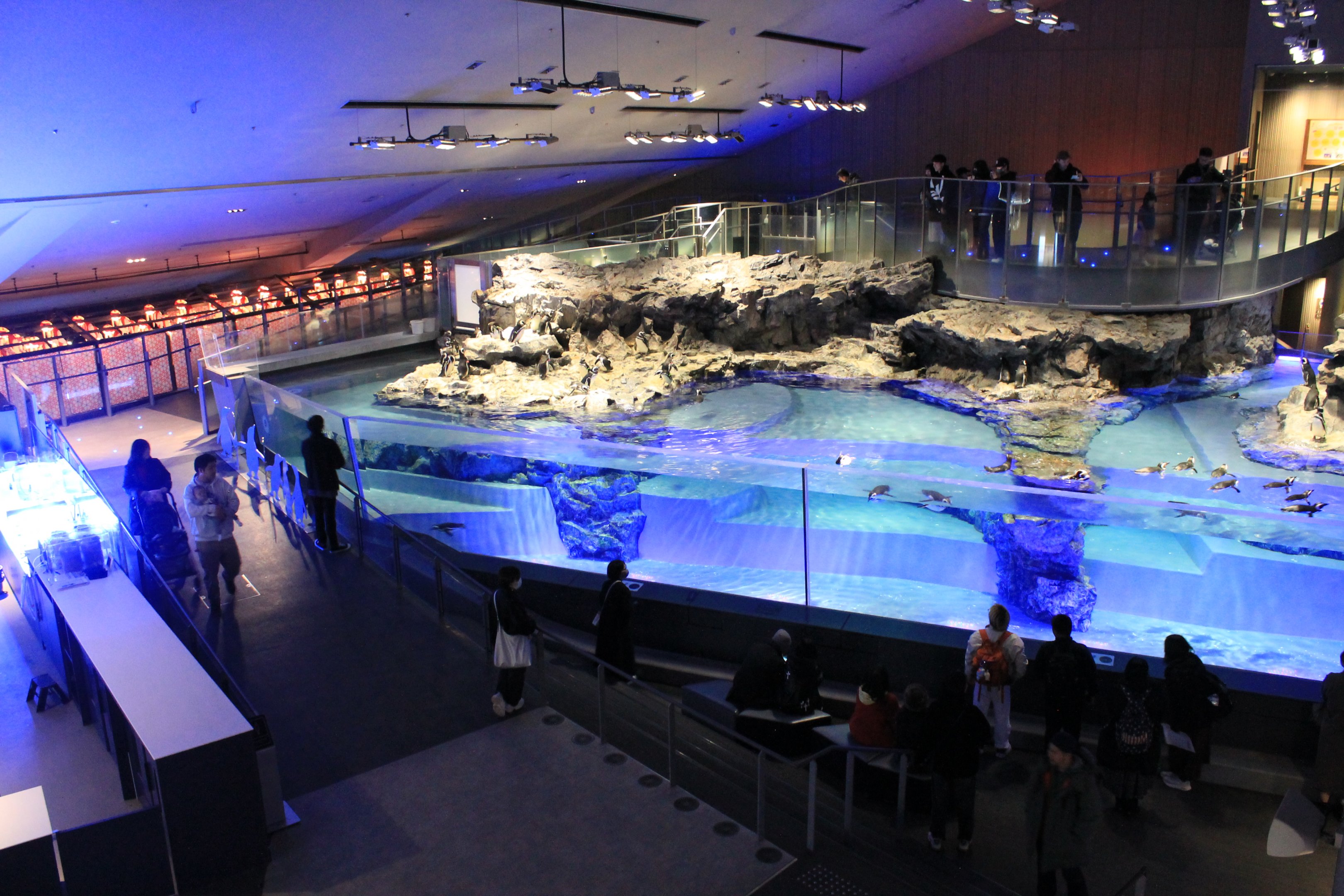 Magellanic Penguin exhibit