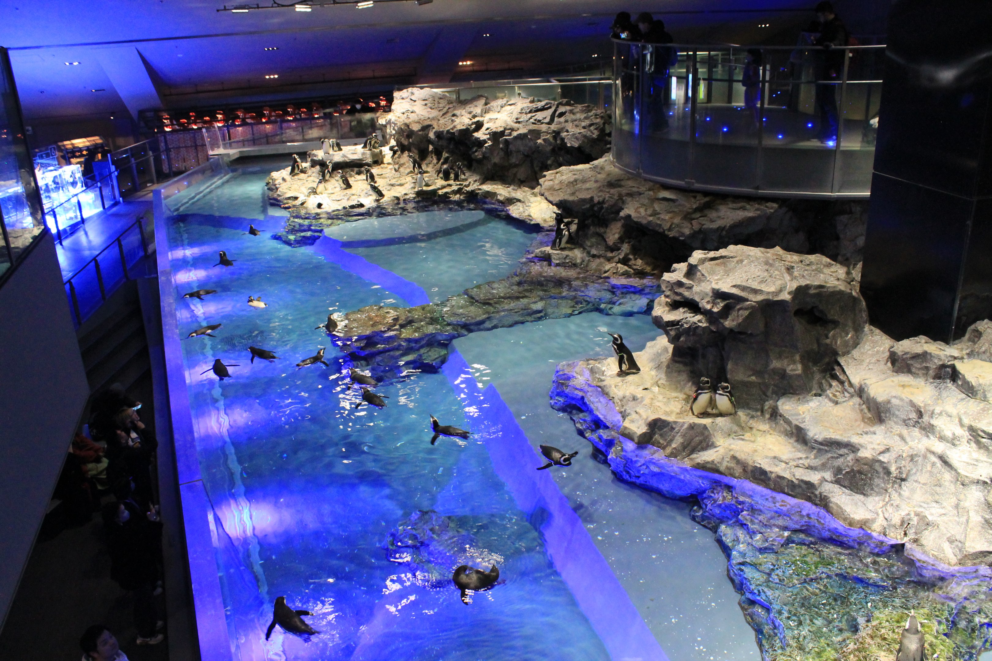 Magellanic Penguin exhibit