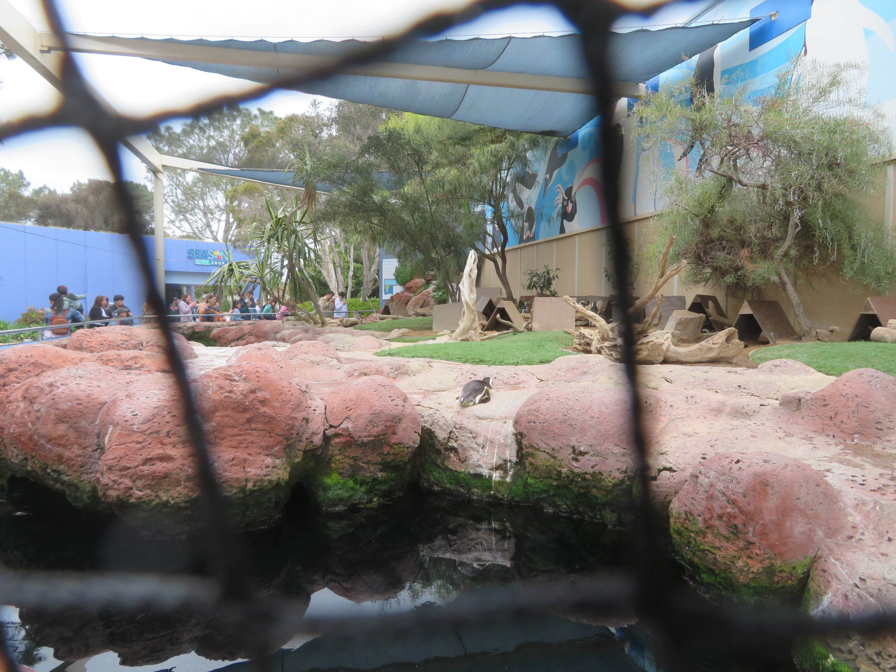 Magellanic Penguin Exhibit