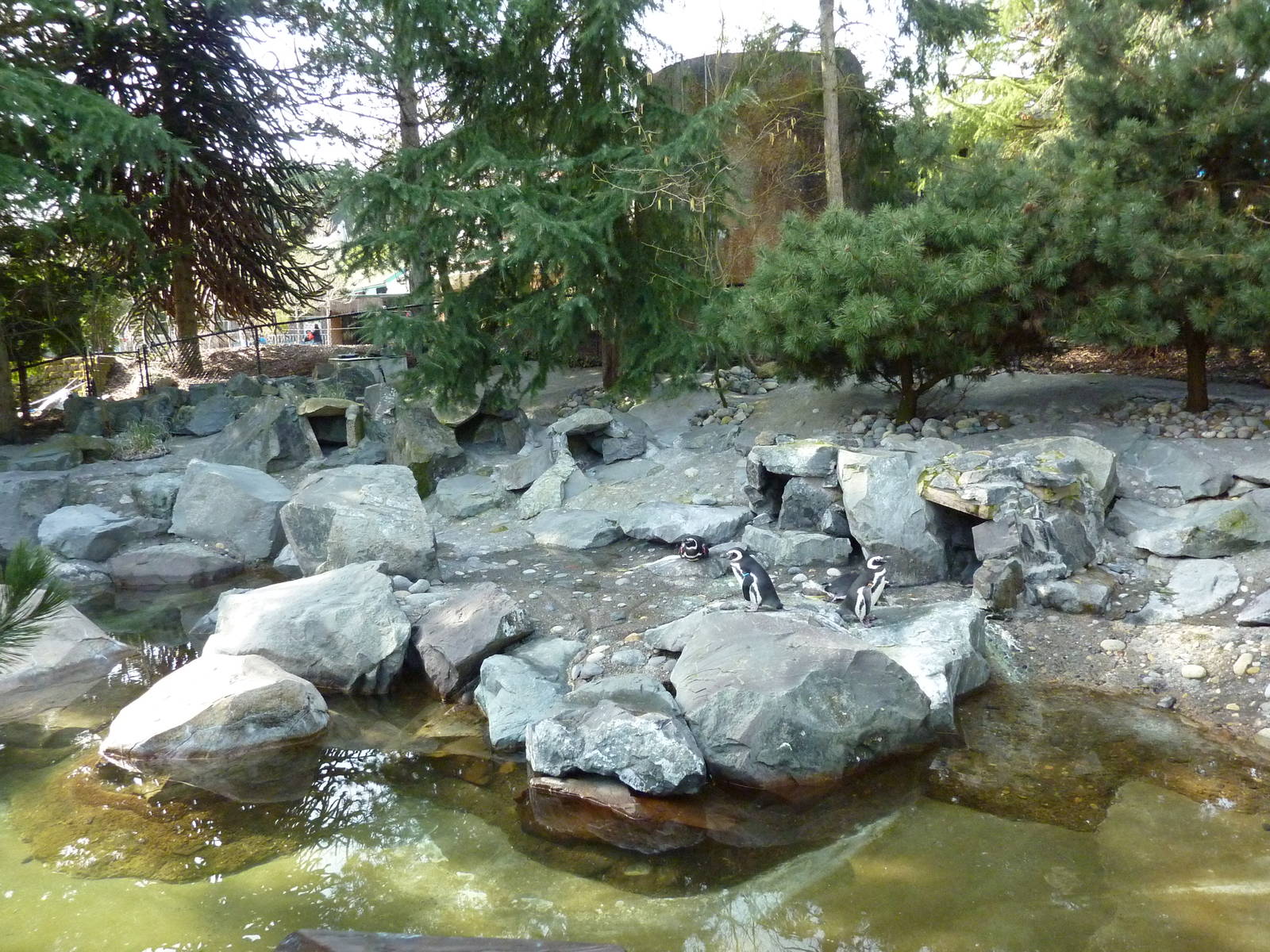 Magellanic Penguin Exhibit