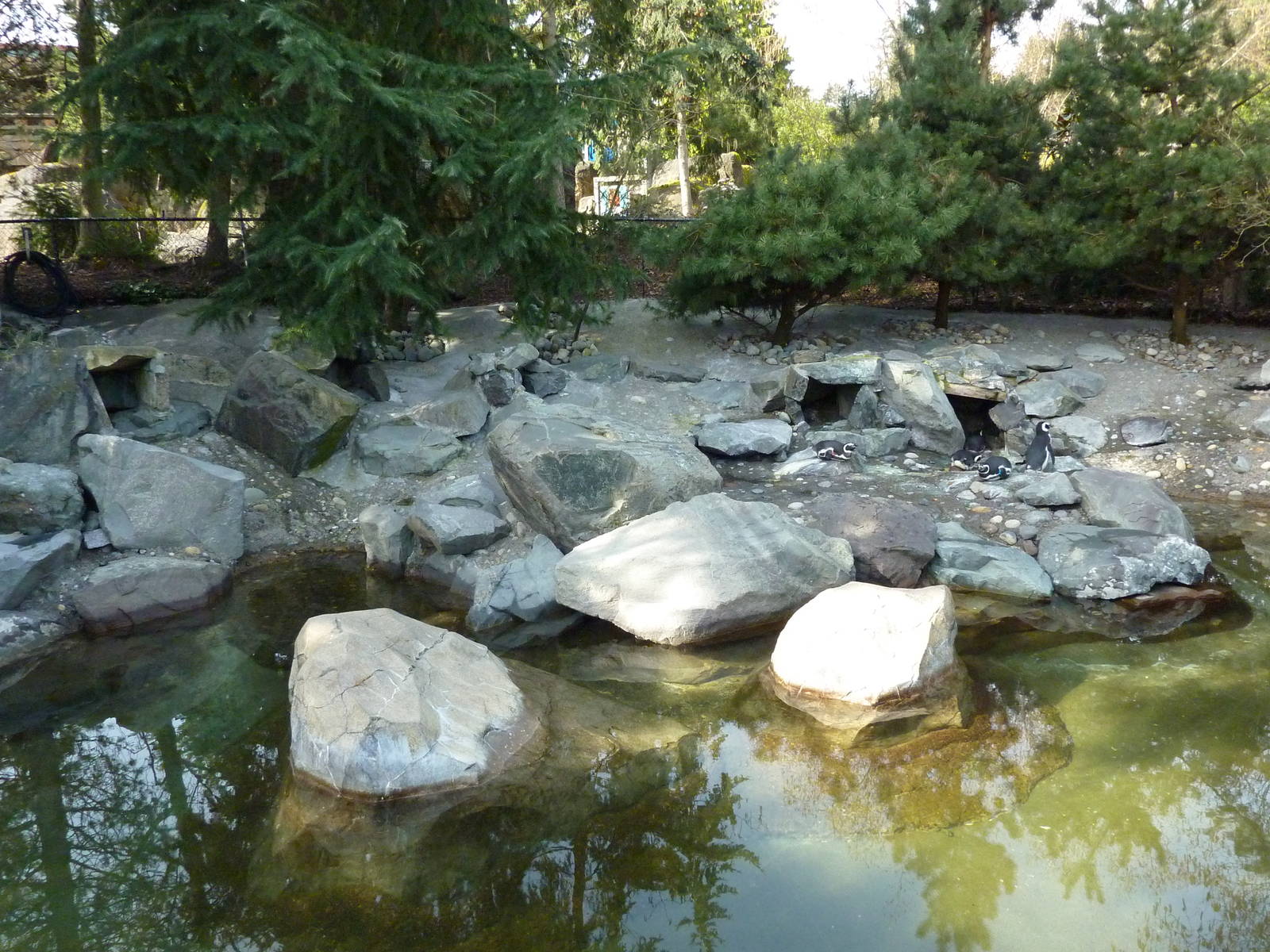 Magellanic Penguin Exhibit