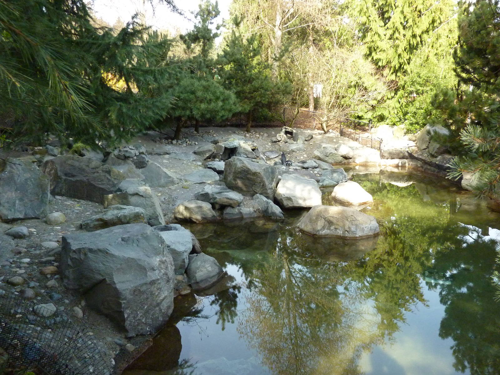Magellanic Penguin Exhibit