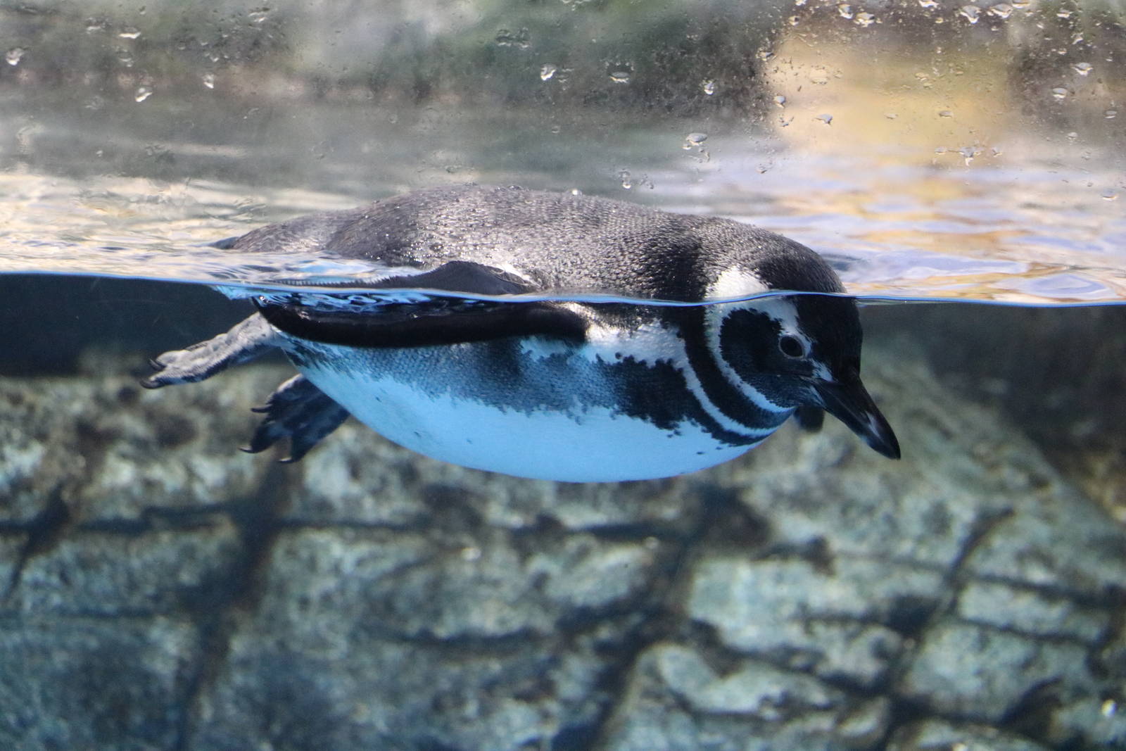 Magellanic penguin, February 2016