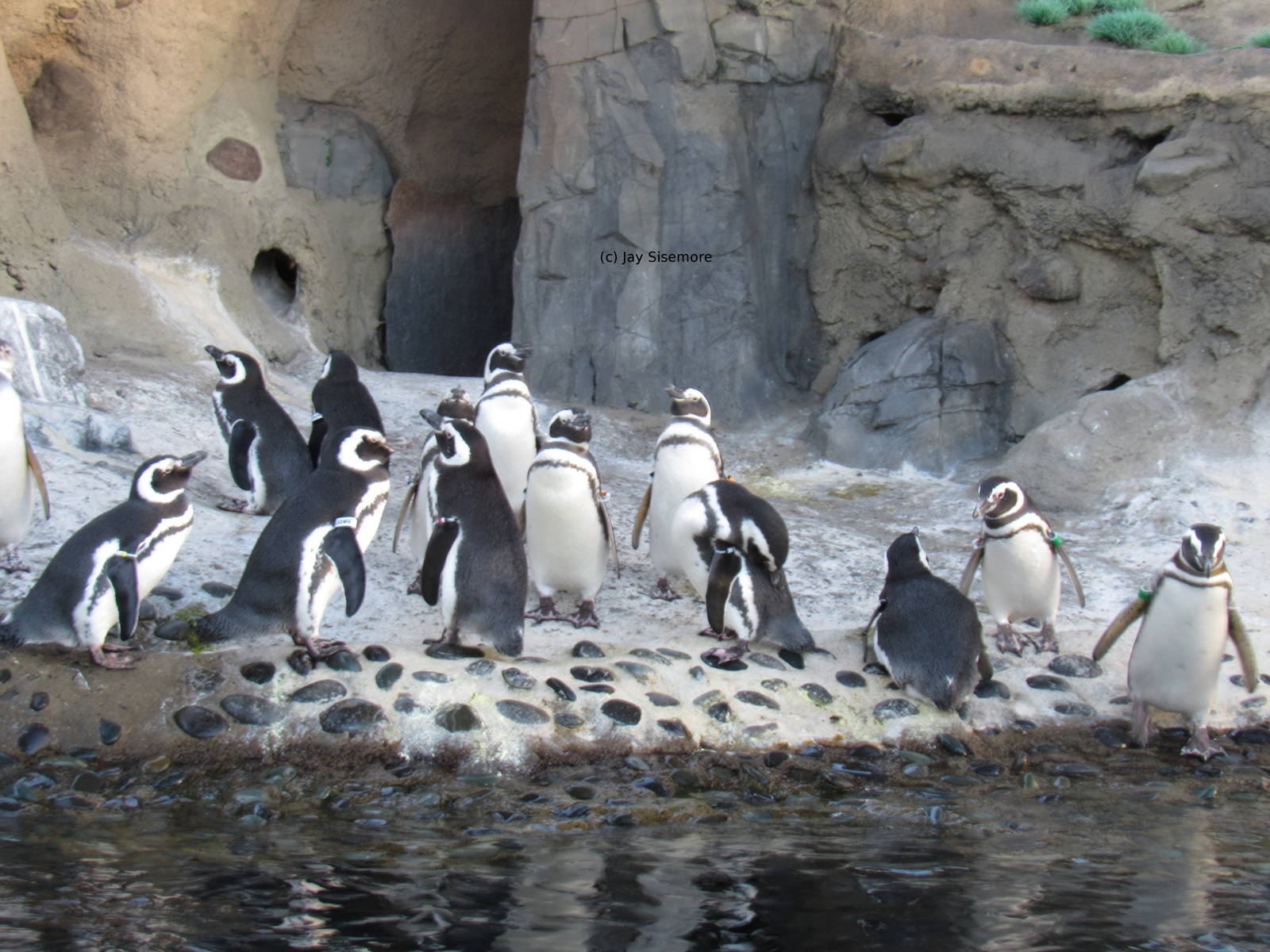 Magellanic Penguin Gallery