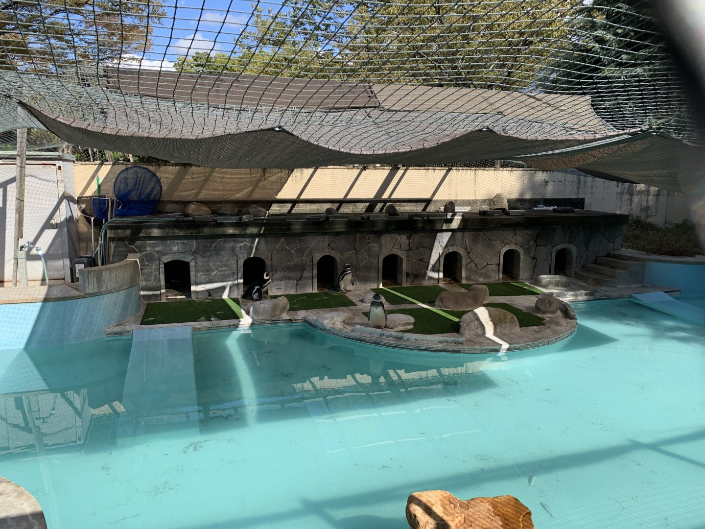 Magellanic Penguin (Himeji City Zoo)