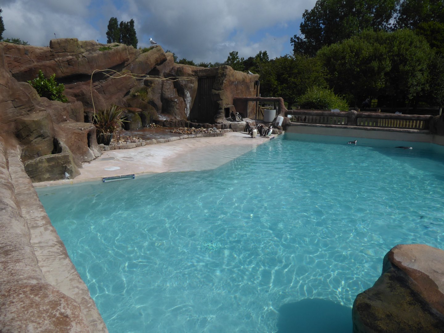 Magellanic penguin pool 040817